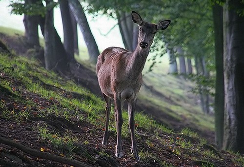 online_ua-rhlw2oqiz7