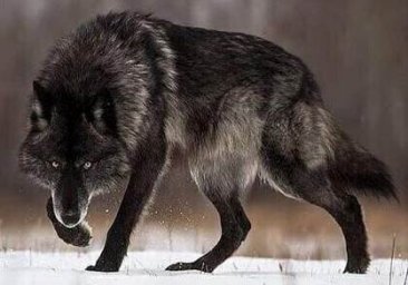 wolfsnow-418x292