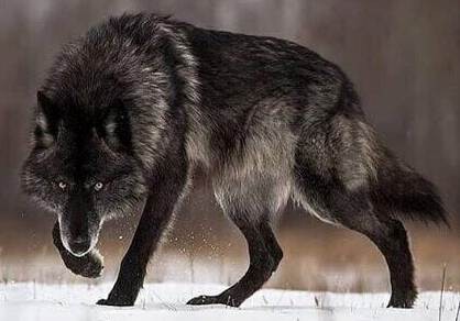 wolfsnow-418x292