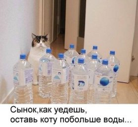 для-кота