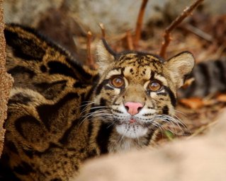 online_ua-7kffx93lb9